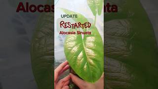 UPDATE  Restarted Alocasia Sinuata alocasiasinuata indoorgardening plantrestart shorts [upl. by Eseekram]