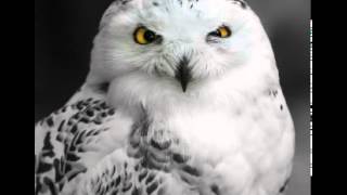 Snowy Owl Facts  Facts About Snowy Owls [upl. by Frodi]