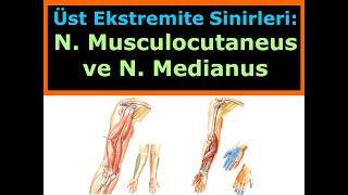 N Musculocutaneus ve N Medianus [upl. by Aicekat]