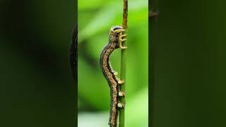 Caterpillar Eating Leaf  Caterpillar Sound Effect  Caterpillar 4k Macro Close Up [upl. by Pate]