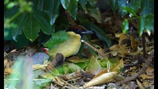 Noisy Pitta Pitta versicolor  Lärmpitta 2 [upl. by Eittol]