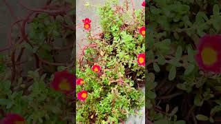 Common Purslane plant [upl. by Ambrogino]