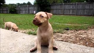 2013 LitterAMERICAN PITBULL TERRIER PUPPIES CASTILLO BLOODLINE 2013Litter [upl. by Eihtur]