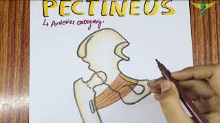 Pectineus Muscle  Origin  Insertion  Hand Drawn Diagram  Nerve Supply  Actions [upl. by Sheppard]