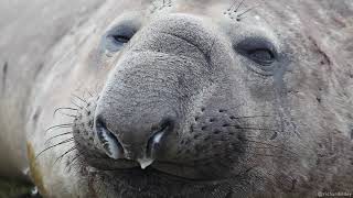 Southern Elephant Seals [upl. by Aleel]