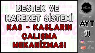 14 Destek ve Hareket Sistemi  Kas  Kasların Çalışma Mekanizması [upl. by Peyton819]