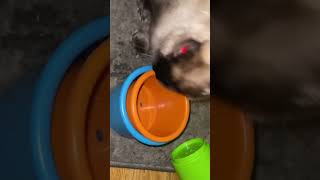 Stuffy the bunny searches stacking cups for treat Asmr [upl. by Nur]