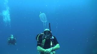 Box jellyfish Chironex  Diving Thailand Sail Rock Underwater video [upl. by Aikemot933]