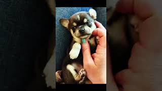 Puppy looking at his mother in the rainy day shortsviral puppy dogrescueshelter [upl. by Vogeley654]