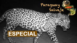 Paraguay Salvaje Especial Yaguareté [upl. by Anura]