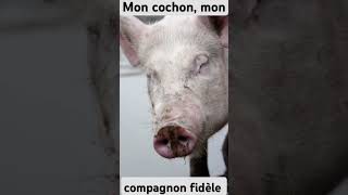 Mon cochon ma fierté 😘😯😘 animaux [upl. by Freed964]