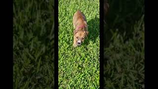 Elodie Pls subscribe and like 👍 canecorso fypシ゚ viralvideo [upl. by Gruber]