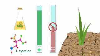 Proline  The Key to How Yield Plus Protects amp Enhances ALL Plants [upl. by Acissj439]