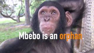 Meet Mbebo [upl. by Maggie]