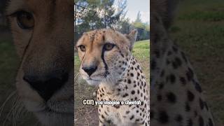 Ever seen Cheetah mewing [upl. by Minetta]