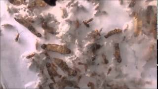 Biocontrol Parasitoids  Bracon Hindi  NIPHM [upl. by Fauman]