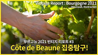 Engsub Vintage report  Bourgogne 2021 Meursault Puligny Montrachet Chassagne Montrachet 3 [upl. by Llohcin]