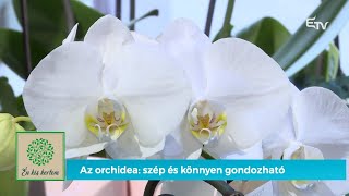 Az orchidea szép és könnyen gondozható – Én kis kertem [upl. by Mill]