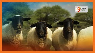 Kenyas Gold  Dorper Sheep cross breeding and breed improvement  Gold Chat Part 2 [upl. by Viehmann]