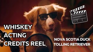 Whiskey  Nova Scotia Duck Tolling Retriever  Acting Credits Reel [upl. by Chavaree398]