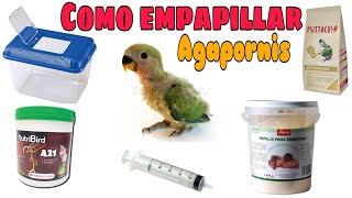 Las 4 COSAS que nadie te dice EMPAPILLAR AGAPORNIS loros periquitos agapornis papilleros [upl. by Safoelc]