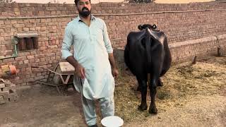 Waqar Bhinder far sale Buffalo [upl. by Jotham]