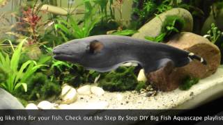 Big Black Ghost Knife Fish Exploring new home [upl. by Leihcim]