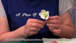 Making a Flower Paste Christmas Rose Part 2 [upl. by Yrellav100]