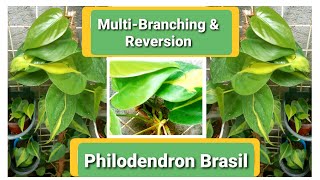 Philodendron Brasil Branches amp Reverts to Heartleaf [upl. by Arley912]