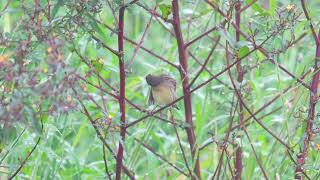 Yellow breasted Bunting 黃胸鵐禾花雀 in the rain [upl. by Bostow320]