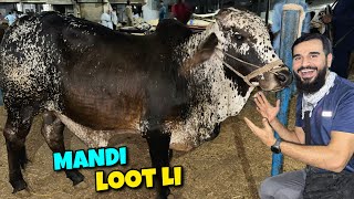 Ek baar phir mandi loot li 😍 VIP janwar ka soda kar lia 🐂 [upl. by Hayyikaz]