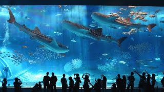 Okinawa Japan Aquarium WORLDS 3RD LARGEST [upl. by Sineray153]