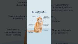 Signs Of Strokes Cats 🤯🐈‍⬛ cat [upl. by Verner]