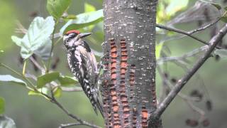 Sphyrapicus varius Yellowbellied Sapsucker at wells [upl. by Saleem]