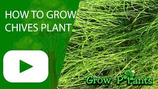 How to grow Chives plant [upl. by Zipporah]