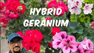 Hybrid Geranium [upl. by Irabaj268]