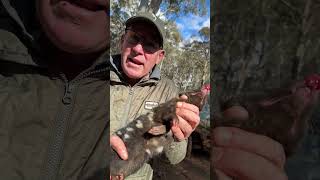 Have you ever seen an Eastern Quoll  one of the coolest little guys sadly they are endangered 🙌🏻🌍 [upl. by Misha755]