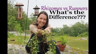 Plant Identification Rhizomes vs Runners  Understanding the Difference [upl. by Nahta885]