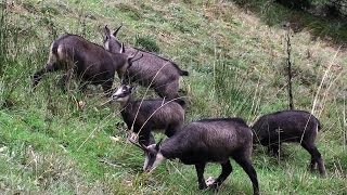 CHAMOIS DANS LES VOSGES [upl. by Sido]