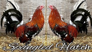 Spangled Hatch RE FARM  Modesto California [upl. by Jonette]