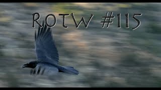 Raven of the Week 115 [upl. by Grier226]