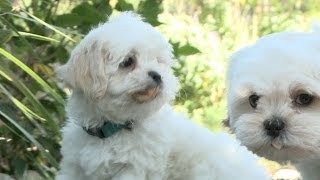 Shichon Puppy Gets Leaf Stuck To Face [upl. by Hajidak]