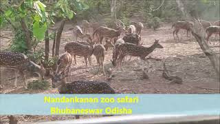 Nandankanan zoo safari Bhubaneswar [upl. by Jameson669]