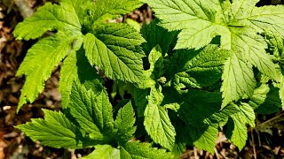 Planting Back Goldenseal [upl. by Akcimat]