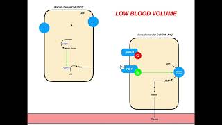 Mechanisms of the Juxtaglomerular Apparatus Part 1  Macula Densa [upl. by Hutchinson892]