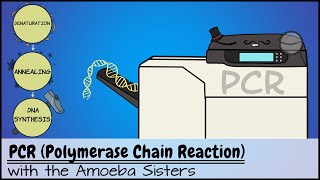 PCR Polymerase Chain Reaction [upl. by Aenotna]