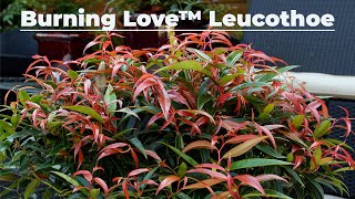 Four Season Plant  Burning Love™ Leucothoe [upl. by Ahsyt]