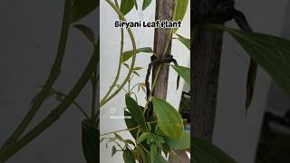 bayleaf biryani biryanileaves terracegarden balconygardening gardening terracegardentrending [upl. by Charry919]