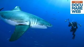 Documentario Jacques Cousteau  Il grande squalo bianco  La grande avventura del mare [upl. by Abel]