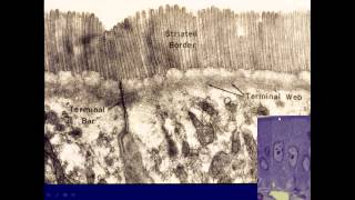 General Medical School Histology Intro to Cells Tissue and Microscopy Part 2 [upl. by Liba]